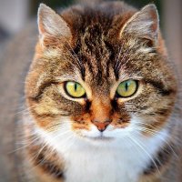Funny Cats TV (@tv_cats) 's Twitter Profile