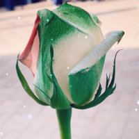 رقة الياسمين (@albuloshimhs) 's Twitter Profile