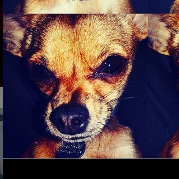 Ken Nordine's #1 fan
I have two children, an 80lb pit mix and a 4lb chihuahua
I'm obsessed with books and Xs and Os and books about Xs and Os.
