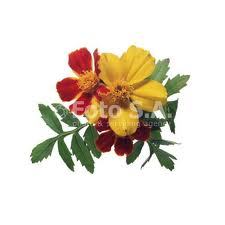 marigoldstar's profile picture. 