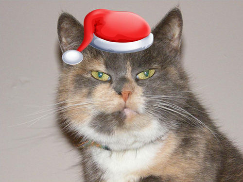 PetsIreland's profile picture. The official Twitter page of the PetsIreland board. Updated by Mods and Admin, ruled by Bob the Cat.