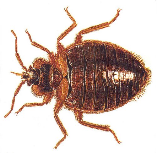 BedBugsGone's profile picture. Perma-Gone® is a natural,organic pesticide used to KILL bed bugs. Our product kills bed bugs PHYSICALLY, not chemically, so bed bugs cannot build a tolerance.