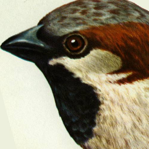 soyunpajaro's profile picture. Nacido de un huevo de porcelana