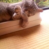 ポ ン ゴ ロ ー ＠両手を水平に伸ばしてぐるり (@20101223pongoro) 's Twitter Profile Photo