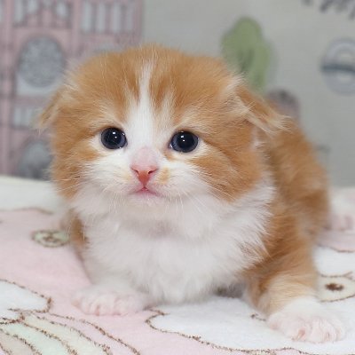 Vanilla Charlie スコティッシュフォールド キャメロンの子猫たち T Co Yrqz8ossoo Youtubeより とっても優しい仲良し兄弟猫 生後7か月過ぎです スコティッシュフォールド 子猫 バニラとチャーリー Vanilla Charlie スコティッシュフォールド キャメロンの子猫たち T Co Yrqz8ossoo Youtubeより とっても優しい仲良し兄弟猫 生後7か月過ぎです スコティッシュフォールド 子猫 バニラとチャーリー