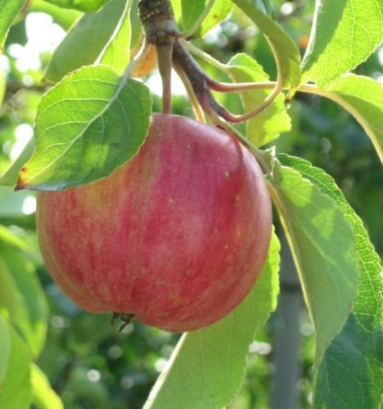 fruit. booze. fun. A farm of sorts.