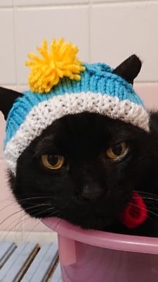 LbMqnQrxurw2xAA's profile picture. 毛玉２人の母です。至福のねこすいLIFE😊どうぞよろしくお願いします