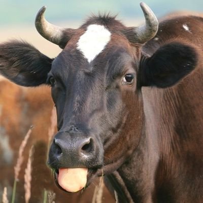 elinaresc's profile picture. 