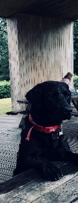 Monty Doggo the black Lab. I swim every day! I love playing with other doggos, meeting people, running about, sniffing & treats. Positive views.