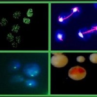 Genome-Instability&Human-Pathologies (@gpathologies) 's Twitter Profile