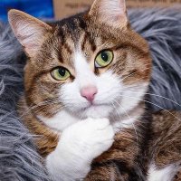 conboncoin (@untonikoin) Twitter profile photo