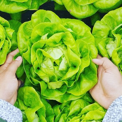 The association of people and companies dedicated to the growth of urban / indoor / vertical farming.