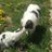 Purpledog531's avatar