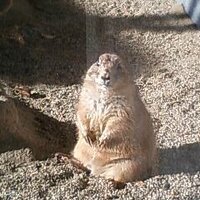 まこ (@mako224) Twitter profile photo