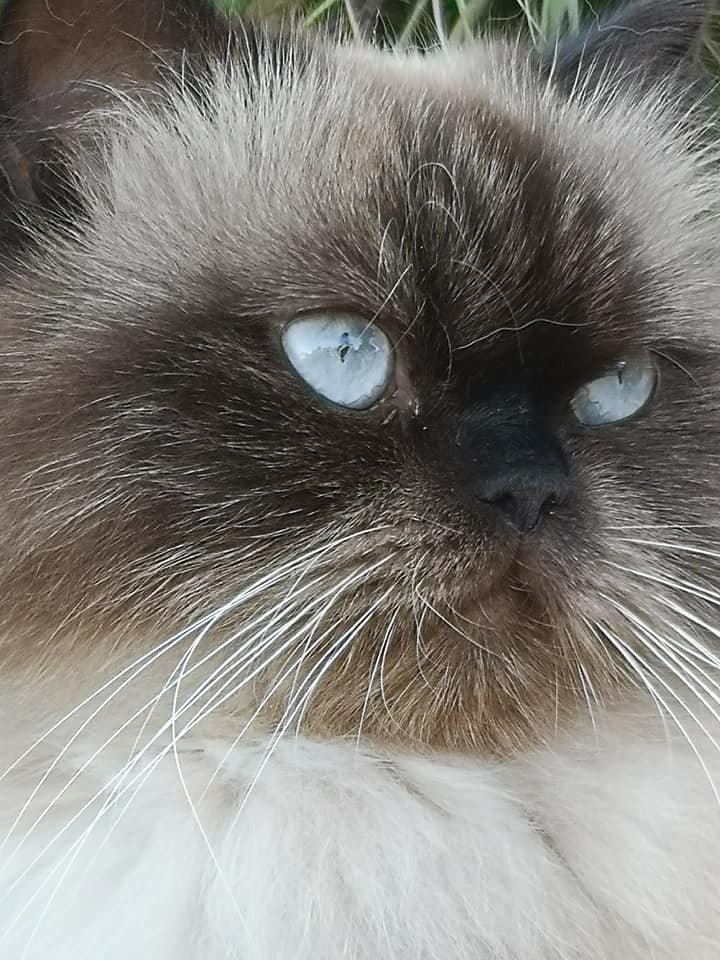 thiresial's profile picture. 