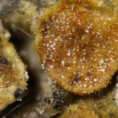 Just a little bit more about lichenicolous fungi :)
Follow us on Facebook https://t.co/ZbNbRm2uTj
#LichenicolousFungi