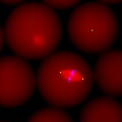 Developing New Ways to Study Old Problems Since 2010.  We are a group of engineers and biologists interested in everything mitosis.