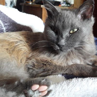 SeleneJedaye's profile picture. je mute mes notifications histoire de plus voir les conneries monumentales d'une certaine frange de la population de twitter. 😘 les dégénérés