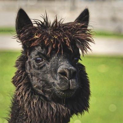 grimllama Profile Picture