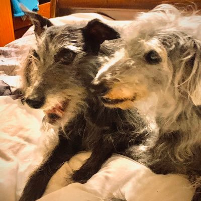 fjpaiano's profile picture. Likes dogs and cats. Dislikes Trump, Johnson and Farage