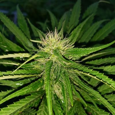 DCCD is a future business that will be located in northern Kentucky. We do not currently have any products for sell. this page is for fundraising purposes.