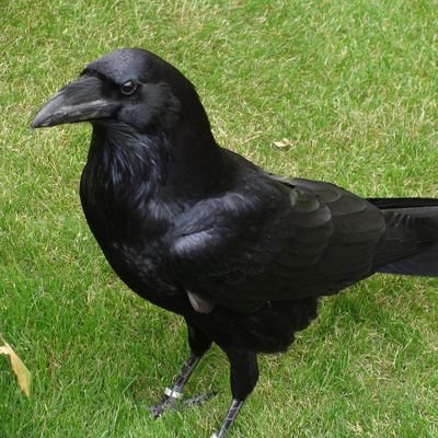 1004Cuervo's profile picture. 