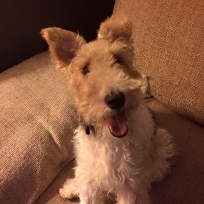 Ned the WireFoxTerrier