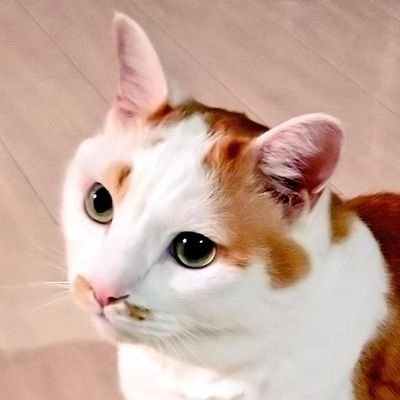 おたくおばさんです。RTの合間に猫とか食い物画像垂れ流してるみたいな。腐およびエログロなネタを流しがちですので注意。バディミにはまって最近は別垢にいることが多いです。ここではFGOやツイステの話をよくするけど、無双他三国志ものと藤田作品は心のふるさと。フォローもフォロー返しもリムブロも特に挨拶もなくやります。