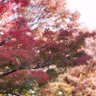 ibk_sakura's profile picture. 25↑♀️カメラ。
景色中心で気ままに投稿。