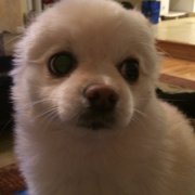 Schipp Profile