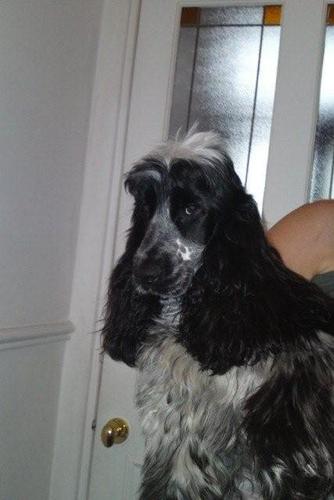 bsanders552's profile picture. Always interested in dogs and especially training them.