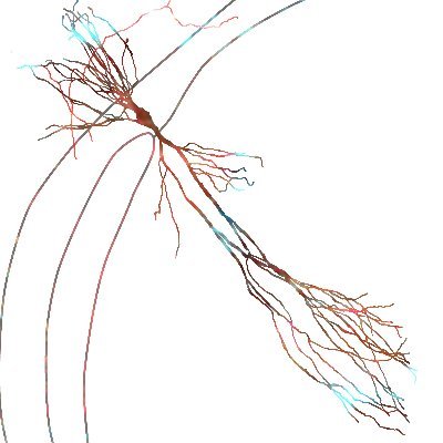 Research team with a focus on hippocampal area CA2 @ScienceSorbonne @IBPS_Paris #NeuroscienceParisSeine