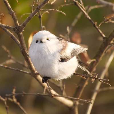 動物好き、旅好きで、全国の動物園を巡ったり野鳥や野生動物を撮影しています♪北海道が好き過ぎていつか北海道に住むのが夢🌟甲斐犬ハナ🐕（実家犬2020.7生）も時々登場。（野球アカは@pon_06）。フリーランスな仕事でほぼソロ活。リプ見逃し多くてすみません💦無断転載は✖。写真を使用される時は一言🙏