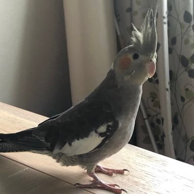 くー@取引垢 〜振込み確認発送は毎週火曜日にて〜固定にて詳細