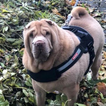 crazy happy chick, like simple things in life,love my rescue sharpei girl to bits.