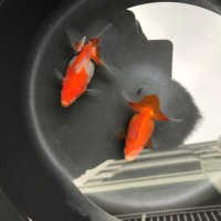 金魚　様 NISHIKIGOI (@ishitosa) / X