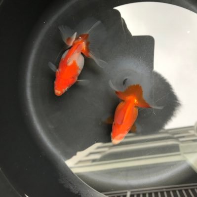 白髪親父が育てた江戸錦　明け二歳　9.８～12.2ｃｍ前後　雌雄３匹セツト 2025年最新Yahoo!オークション -江戸錦(その他)の中古品・新品・未