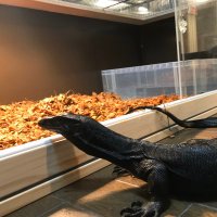 K's cage オーダー爬虫類ケージ (@Kscage1) / X