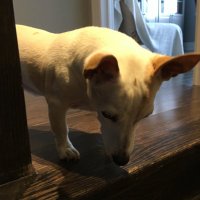 roopesh ramklass (@rramklass) 's Twitter Profile