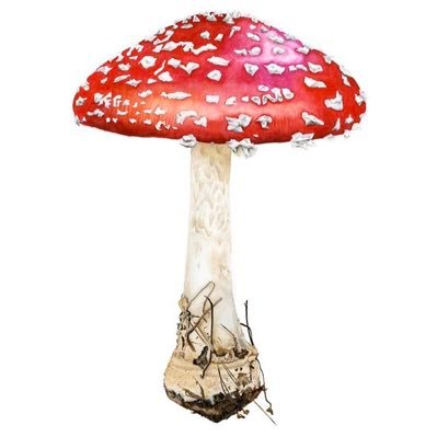 joaskarp's profile picture. -spis en frosk-