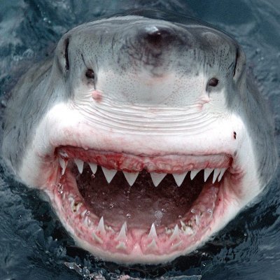 Sharky3415 Profile Picture