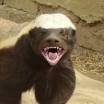 worst timeline (@crypto_scammed) 's Twitter Profile