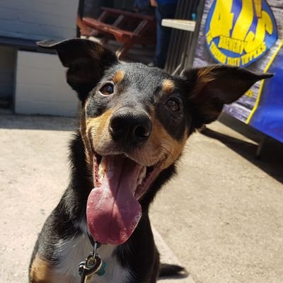 SydneyEggbert's profile picture. I'm a collie crossed with an idiot