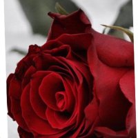 💕✨باغية الجنان ✨💕 (@altfaal) Twitter profile photo