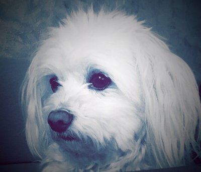 Proyecto creado principalmente para informar y entretener al público sobre el mundo canino🐶🐾❤️