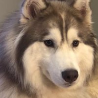 Nicholas Chastain (@nicholaspicks) 's Twitter Profile