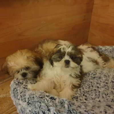 Wirral Dogs Wirraldogz Twitter