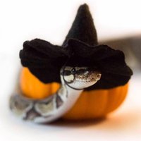 Snakes With Hats Official(@SneksWithHats) 's Twitter Profile Photo
