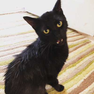 cindeebear11's profile picture. Jersey girl on Maui, follower of tweeters,