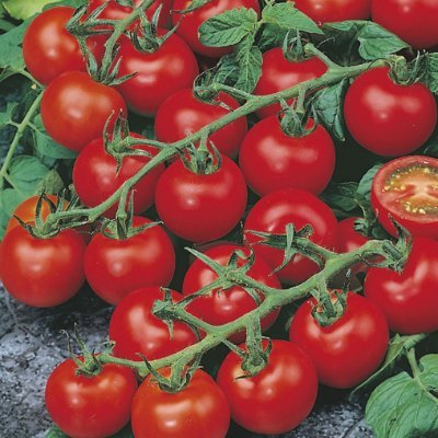 oliveEnterpris3's profile picture. Exporter and Supplier or Indian, Vegetables, Mushrooms and Spices